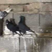 کفتر سرور وزاغ دم سفید مهر