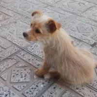 سگ .نسکافه ای