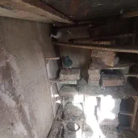 جفت شیرازی بایک پلنگ نر|پرنده|کرمان, |دیوار