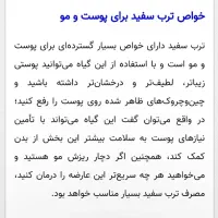 ترب سفید ،ترب برگدار معروف به ترب خمپاره ای|خوردنی و آشامیدنی|چهارباغ, |دیوار