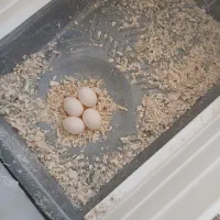 جفت نرو ماده ی عروس هلندی با ۵ تا تخم|پرنده|داراب, |دیوار