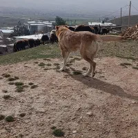 سگ گلی|سگ|خرمآباد, |دیوار