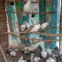 کبوتر|پرنده|جوکار, |دیوار