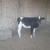 گاو نر (نوچ )و گستر (گوساله ماده)بفروش میرسد|حیوانات مزرعه|کرباسک, |دیوار