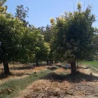 هرس درختان و خرید چوب