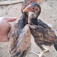 جوجه خروس و مرغ اوشامو|حیوانات مزرعه|تهران, خانی آباد نو شمالی|دیوار