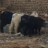 ۵عدد بزغاله