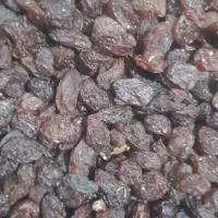 کشمش افتابی بی دانه|عمدهفروشی|تاکستان, |دیوار