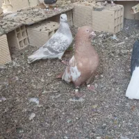 کفتر جفتی ۴۰۰ همه باهم