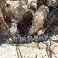 بره|حیوانات مزرعه|خرم‌آباد, |دیوار