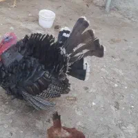 بوقلمون نر چاق