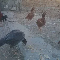 مرغ وخروس لاری