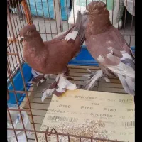 کفتر کبوتر کاکلی پاپر|پرنده|قم, هفت تیر|دیوار