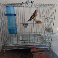 سهره|پرنده|شیراز, درکی|دیوار