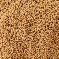 گندم بذری 1 پیشگام آبی ودیمی و سمنویی|خدمات باغبانی و درختکاری|داران, |دیوار