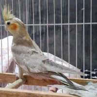 عروس هلندی جوجه سرحال