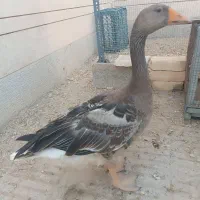 غاز