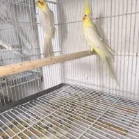 دو جفت عروس هلندی|پرنده|بندرعباس, |دیوار