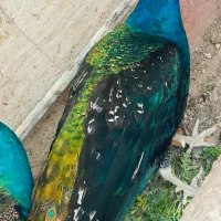 طاووس (پرنده)