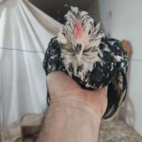 خروس و مرغ گلین چهل تاج ریشو کاکلی