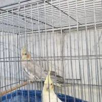 فروش عروس هلندی بالغ