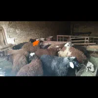 بره افشاری نر ۵۵ کیلو