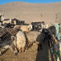 میش و بز|حیوانات مزرعه|پاسارگاد, |دیوار