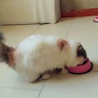 اسکاتیش|گربه|رشت, لاکان شهر|دیوار