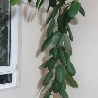 گل آپارتمانی فیکوس