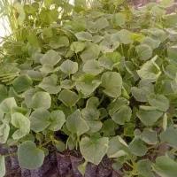 نهال خربزه جانان