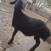 بره قوچ قره قزل