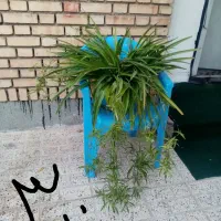 گل و گیاه آپارتمانی و ویلایی|گل و گیاه طبیعی|مشهد, سجاد شهر|دیوار