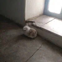 خرگوش|موش و خرگوش|ایزدشهر, |دیوار