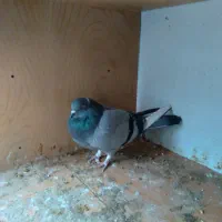 کبوتر طوقی و تهرانی