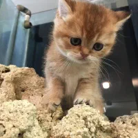 بچه گربه بهترینها