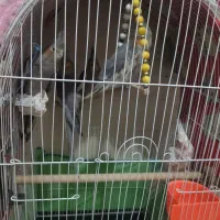 عروس هلندی|پرنده|تهران, جیحون|دیوار