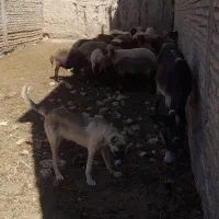 واگذاری|سگ|شاهرود, |دیوار