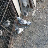 کبوتر خوب سه عدد|پرنده|صفادشت, |دیوار