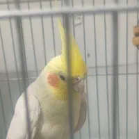 یک جفت عروس هلندی سخنگو|پرنده|رفسنجان, |دیوار