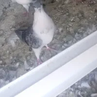 سالم