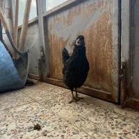 مرغ و خروس گلین|حیوانات مزرعه|فرخ‌شهر, |دیوار