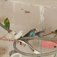 مرغ عشق|پرنده|شیراز, شهرک گلستان شمالی|دیوار