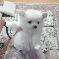 پامر دو سر خرسی|سگ|تهران, ستارخان|دیوار