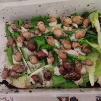 حلزون اچاتینا