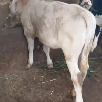 گاو .گوساله اصل شاروله ماده