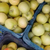 سیب|خوردنی و آشامیدنی|زنجان, |دیوار