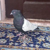 فروش کبوترسینه سیاه