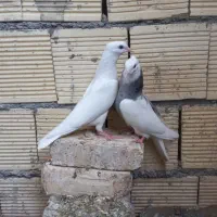 طوقی