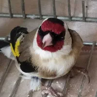 سیره|پرنده|جوادآباد, |دیوار