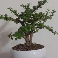 گل بنسای پرتولاکاریا (کراسولا خرفه ای)|گل و گیاه طبیعی|کرمان, |دیوار